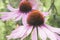 Echinacea purple. A perennial plant of the Asteraceae family.