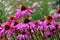 Echinacea Purprea