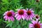 Echinacea purpurea