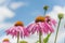 Echinacea purpurea against a blue sky