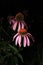 Echinacea purpurea cascade of three flowers on a black