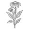 Echinacea purpurea, chamomile flower, medicinal plant botanical sketch. Purple Coneflower. Medical pharmacy herb. Outline vector