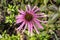 Echinacea purpurea `Coconut Lime