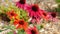 Echinacea purpurea, commonly called coneflowers, detail of flower blossoms