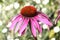 Echinacea Purpurea Coneflower