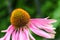 Echinacea purpurea  coneflower. Beautiful purple flowers with an orange center in the garden