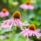 Echinacea purpurea  coneflower. Beautiful purple flowers with an orange center in the garden