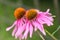 Echinacea purpurea  coneflower. Beautiful purple flowers with an orange center in the garden