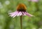 Echinacea Purpurea Coneflower flower