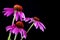 Echinacea purpurea coneflower flower on black background