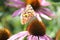 Echinacea Purpurea or eastern purple coneflower in the garden with purple flowers and lot of insects like bees and butterflies