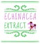 Echinacea purpurea extract VECTOR sketch. Hand drawn packaging label. Pink and green