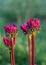 Echinacea purpurea `Fatal Attraction` growing in a flower border