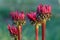 Echinacea purpurea `Fatal Attraction` growing in a flower border