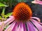 Echinacea purpurea - the fiery passion of rudbeckia