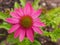 Echinacea purpurea flower