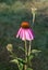 Echinacea purpurea flower. Medicinal plant