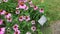 Echinacea purpurea flowering coneflowers