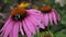 Echinacea purpurea flowering coneflowers. Bumble-beeon a blossoming flower