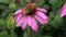 Echinacea purpurea flowering coneflowers. Butterfly on a blossoming flower