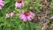 Echinacea purpurea flowering coneflowers. Butterfly, bumble-bee on a blossoming flower