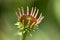 Echinacea purpurea flowering plant, eastern purple coneflower in bloom, one coneflowers bud