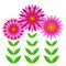 Echinacea purpurea flowers vector illustration