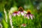 Echinacea purpurea in garden