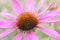 Echinacea purpurea, light pink healing herb