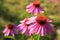 Echinacea purpurea, medical plant on green background