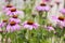 Echinacea Purpurea. Medicinal Pink Flowers
