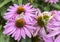 Echinacea purpurea is a perennial herbaceous plant.It is a wild flower of Compositae, named because its head is very similar to