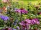 Echinacea purpurea pink coneflower flower in bloom in summer