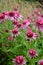 Echinacea purpurea `Pink Double Delight`