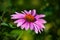 Echinacea purpurea, pink healing herb