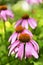 Echinacea purpurea plant