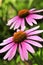 Echinacea purpurea plant