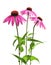 Echinacea purpurea plant