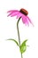 Echinacea purpurea plant