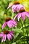 Echinacea purpurea plant