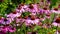 Echinacea purpurea, Purple coneflower
