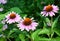 Echinacea purpurea, purple coneflower, bee friendly plant widely used in herbal medicine and pharmacy is blooming on the flower