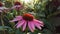 Echinacea Purpurea (Purple Coneflower) Blossoming in Garden in Bright Sunset Light.