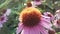 Echinacea Purpurea (Purple Coneflower) Blossoming in Garden in Bright Sunset Light.