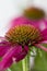 Echinacea purpurea, the purple coneflower, flowerheads