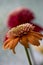 Echinacea purpurea, the purple coneflower, flowerheads