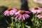 Echinacea purpurea or purple coneflower in garden