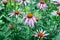 Echinacea purpurea or purple coneflower medicinal herb, blooming flower close up, colorful and vivid plant, natural background