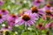 Echinacea purpurea purple coneflowers flowering plants, group of ornamental medicinal hedgehogs flowers in bloom