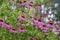 Echinacea purpurea purple coneflowers flowering plants, group of ornamental medicinal hedgehogs flowers in bloom